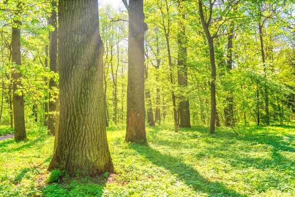 Velký Strom Zeleném Jarním Lese Přírodní Lesní Krajina — Stock fotografie