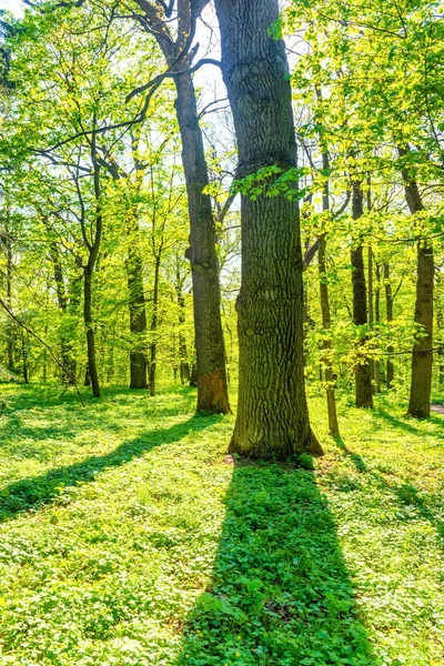 Duże Drzewo Zielonym Lesie Wiosennym Krajobraz Leśny Natury — Zdjęcie stockowe