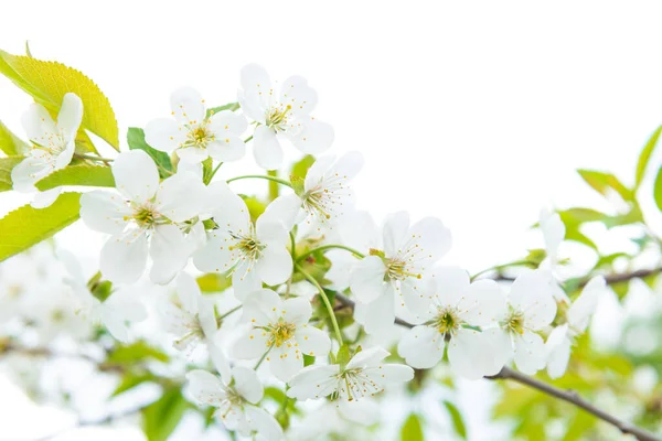 Witte Bloemen Kers Met Groene Bladeren Geïsoleerd Wit — Stockfoto