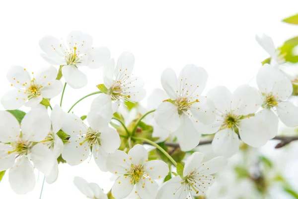 White Flowers Cherry Green Leaves Isolated White — Stock Photo, Image
