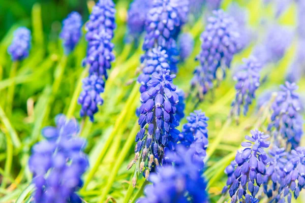 Blauwe Bloemen Hyacint Bloesem Lente Bloemen Bloeien — Stockfoto