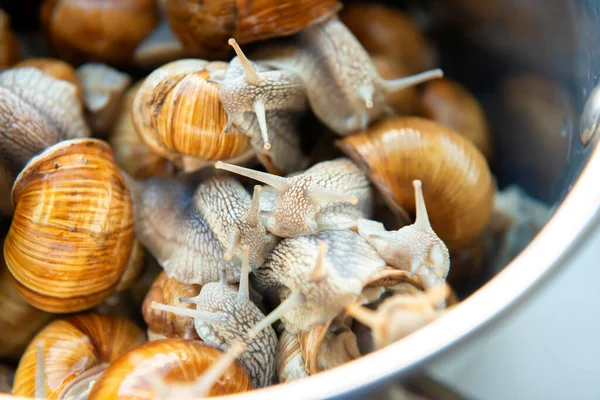 Muitos Caracóis Panela Para Cozinhar Alimentos — Fotografia de Stock