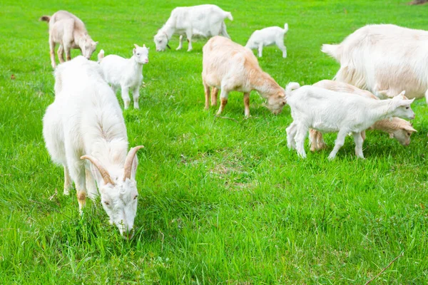 Petite Chèvre Blanche Avec Enfant Sur Champ Herbe Verte — Photo