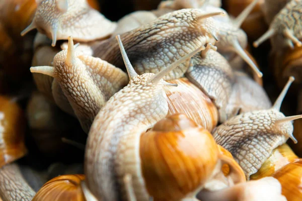 Many Snails Food Snail Farm — Stock Photo, Image