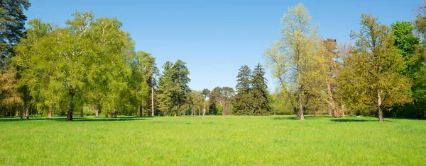 Arbres Verts Dans Forêt Parc Printemps Avec Des Feuilles Vertes — Photo