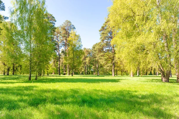 Gröna Träd Vårparksskogen Med Gröna Löv Grönt Gräs Och Blå — Stockfoto