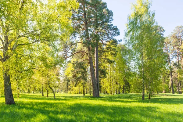 Yeşil yapraklı yeşil ağaçlar, yeşil çimenler ve mavi gökyüzü