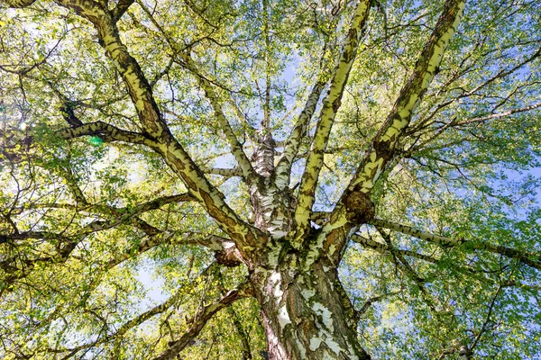 大きな白樺の木の上に緑の葉と太陽の光 — ストック写真