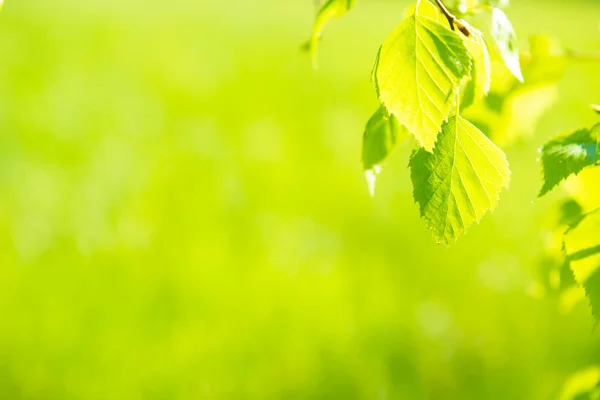Green Leaves Soft Green Spring Grass Background — Stock Photo, Image