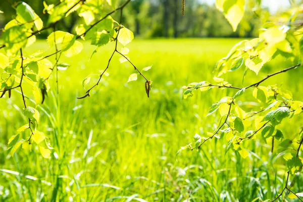 Green Leaves Green Park Soft Green Spring Grass Background — Stock Photo, Image