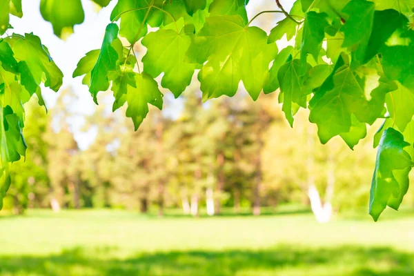 Zelené Javorové Listy Slunném Lese Zelenou Trávou — Stock fotografie