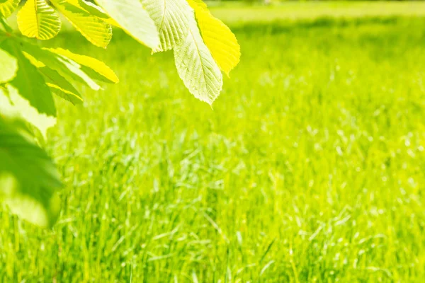 Folhas Verdes Grama Fundo Natureza Verde — Fotografia de Stock