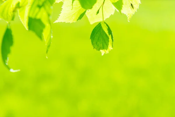 Folhas Verdes Grama Fundo Natureza Verde — Fotografia de Stock