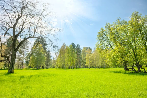 Grön Parkskog Med Gröna Träd Och Grönt Gräs Grönt Fält — Stockfoto