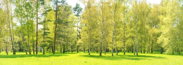 Panorama Zielonego Lasu Zielonymi Drzewami Zieloną Trawą Zielonym Polu — Zdjęcie stockowe