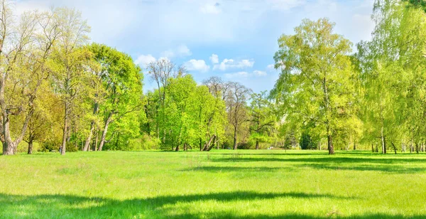 Grüner Parkwald Mit Grünen Bäumen Und Grünem Gras Auf Grüner — Stockfoto