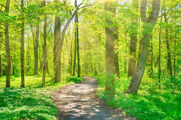 Grüner Sonniger Wald Mit Grünen Frühlingsbäumen Und Parkweg — Stockfoto