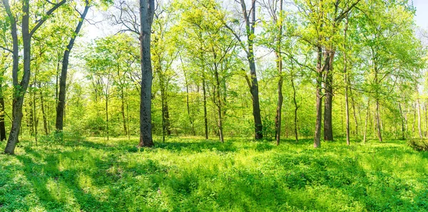 Panorama Vert Forêt Ensoleillée Avec Feuilles Printemps Vertes — Photo