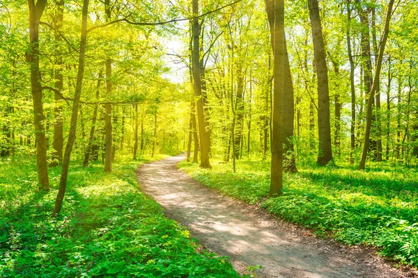 Zöld Erdő Zöld Tavaszi Fákkal Park Ösvénnyel — Stock Fotó