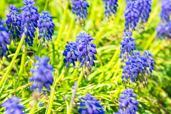 Blauwe Bloemen Hyacint Bloesem Lente Bloemen Bloeien — Stockfoto