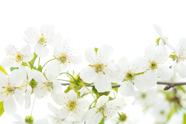 白に緑の葉が孤立した白い花桜 — ストック写真