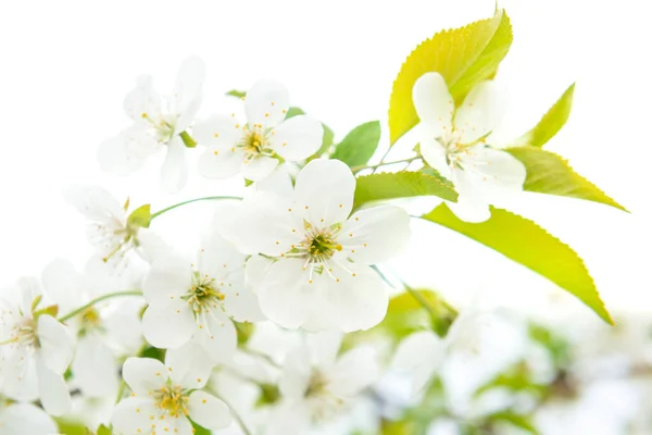 Fiori Bianchi Ciliegio Con Foglie Verdi Isolate Bianco — Foto Stock