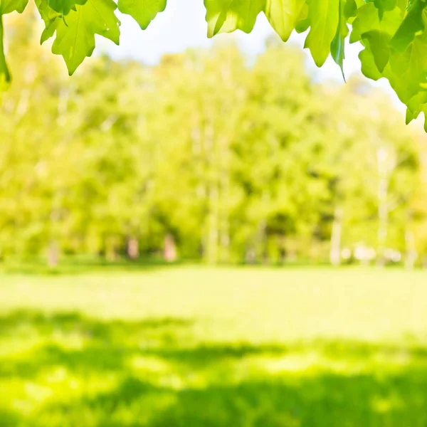 Zielony Klon Liście Słonecznym Lesie Zieloną Trawą — Zdjęcie stockowe