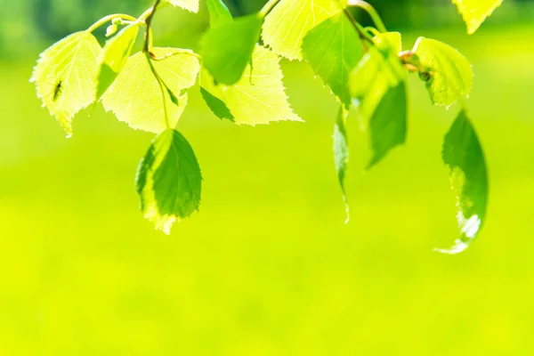 Green Leaves Grass Green Nature Background — Stock Photo, Image