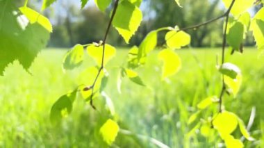 Yeşil çimenlikteki yeşil yapraklar. 4K video klibi