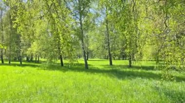 Bahar ormanlarında yeşil yaprakları ve yeşil otları olan yeşil ağaçlar. 4K video klibi