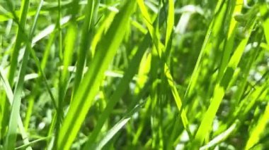 Yeşil çimlerin arasından yeşil alana ilerliyoruz. 4K video klibi