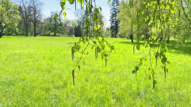 Zielony Park Zielonymi Liśćmi Drzew Zielonej Trawie Klip Wideo — Wideo stockowe
