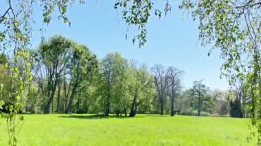 Yeşil çimlerin üzerinde yeşil ağaç yaprakları olan yeşil bir park. 4K video klibi