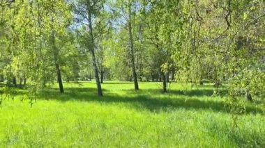 Bahar ormanlarında yeşil yaprakları ve yeşil otları olan yeşil ağaçlar. 4K video klibi