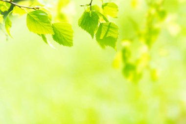 Yumuşak yeşil çimen üzerinde yeşil yapraklar