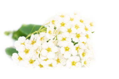 Beyaz arka planda yeşil yapraklı beyaz çiçek buketi