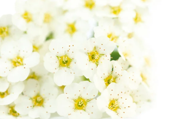 White Flowers White Flowers Bouquet Isolated White Background — Foto de Stock
