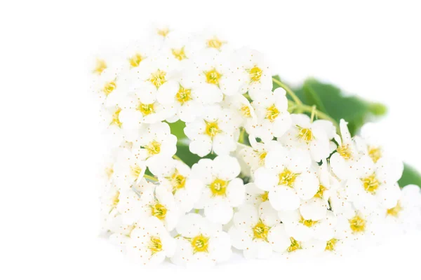 White Flowers Bouquet Green Leaves Isolated White Background — Foto Stock