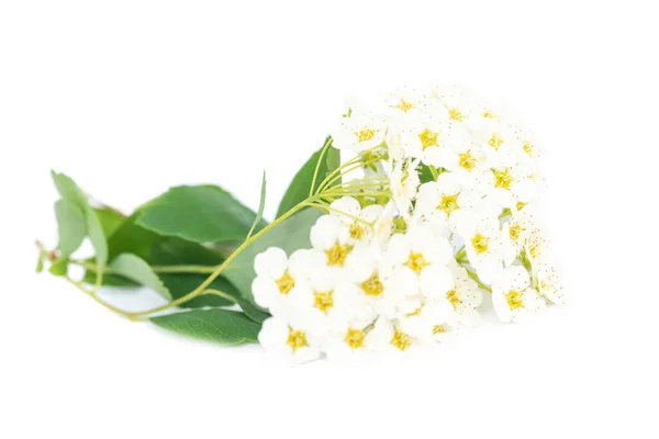 Vita Blommor Bukett Med Gröna Blad Isolerad Vit Bakgrund — Stockfoto