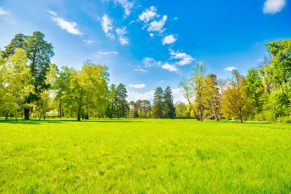 Bosque Verde Del Parque Con Árboles Verdes Hierba Verde Campo —  Fotos de Stock