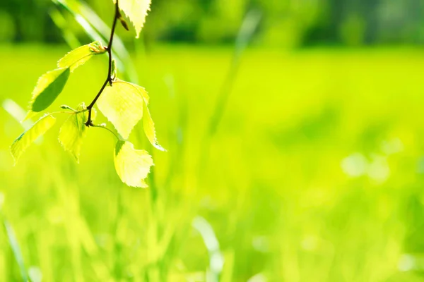 Green Leaves Green Park Soft Green Spring Grass Background — Stock Photo, Image