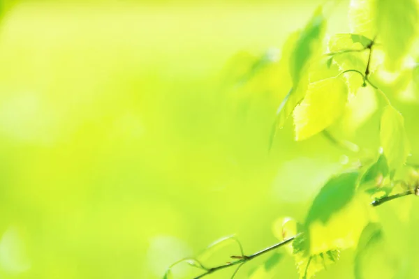 Zielone Liście Miękkiej Przyrody Zielony Wiosna Trawa Tło — Zdjęcie stockowe