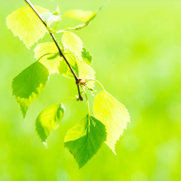 Hojas Verdes Sobre Fondo Hierba Primavera Verde Suave — Foto de Stock