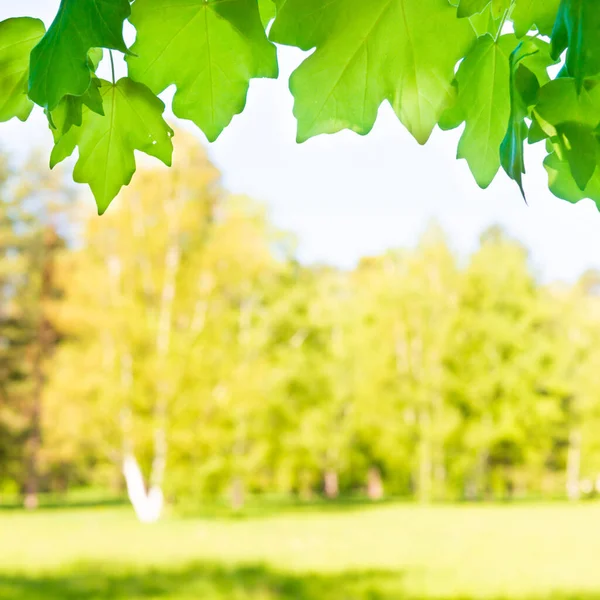 Folhas Ácer Verde Floresta Ensolarada Com Grama Verde — Fotografia de Stock