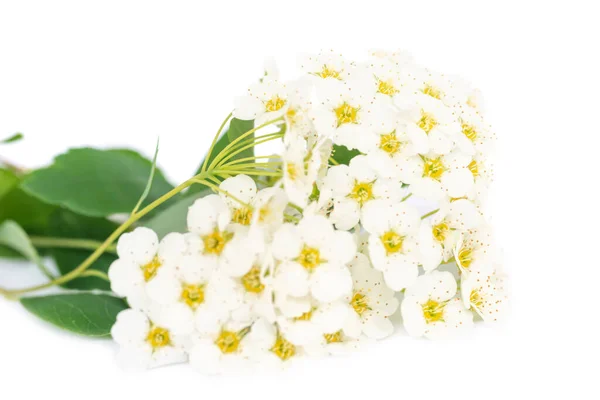 White Flowers Bouquet Green Leaves Isolated White Background — Foto de Stock