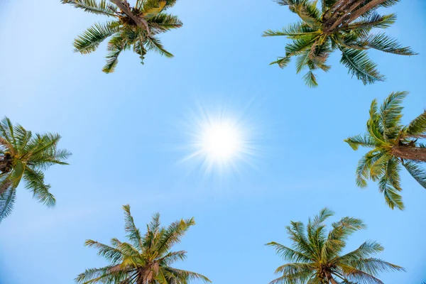 Palm Top Trees Sun Blue Sky Paradise Holiday Summer Nature — 图库照片