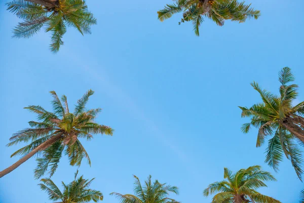 Palmiers Haut Des Arbres Sur Ciel Bleu Comme Paradis Vacances — Photo