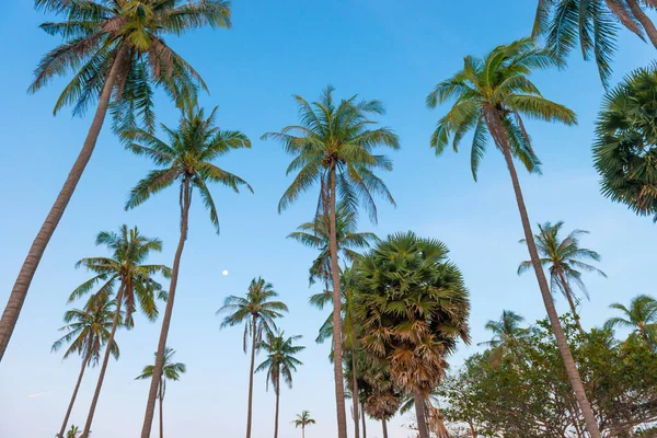 Palmer Solnedgång Blå Himmel Som Paradis Semester Sommar Natur Bakgrund — Stockfoto