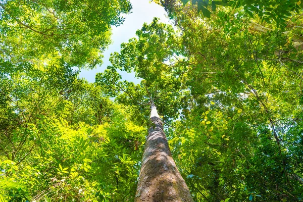 Bosque Verde Natural Con Grandes Árboles Cielo Parte Superior — Foto de Stock