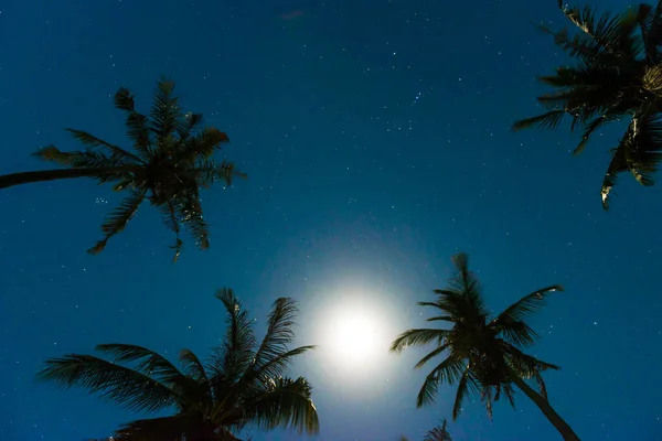 Palm trees under dark blue night sky with full moon and many stars